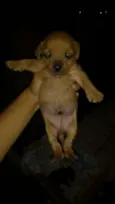 doguinho