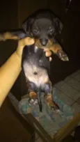 doguinho