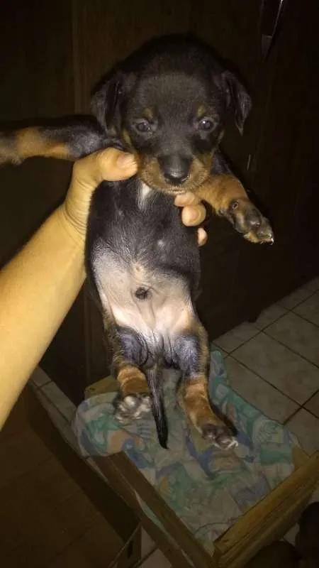 Cachorro ra a vira lata idade Abaixo de 2 meses nome doguinho