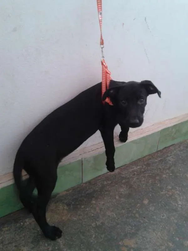 Cachorro ra a indefinida idade 2 a 6 meses nome Stella