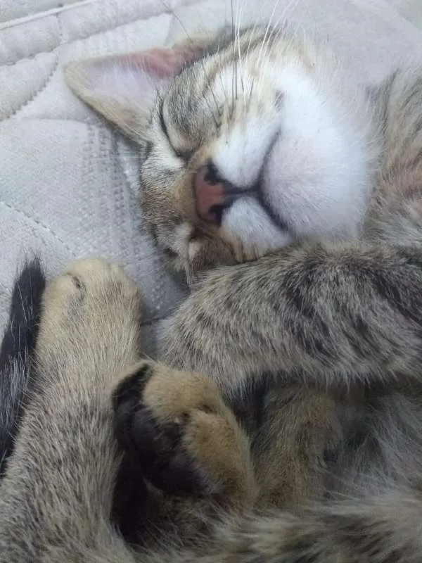 Gato ra a srd 741 idade Abaixo de 2 meses nome Gatinhas