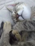 Gatinhas
