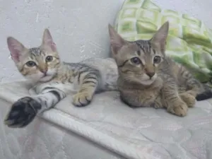 Gato raça srd 741 idade Abaixo de 2 meses nome Gatinhas