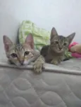 Gatinhas