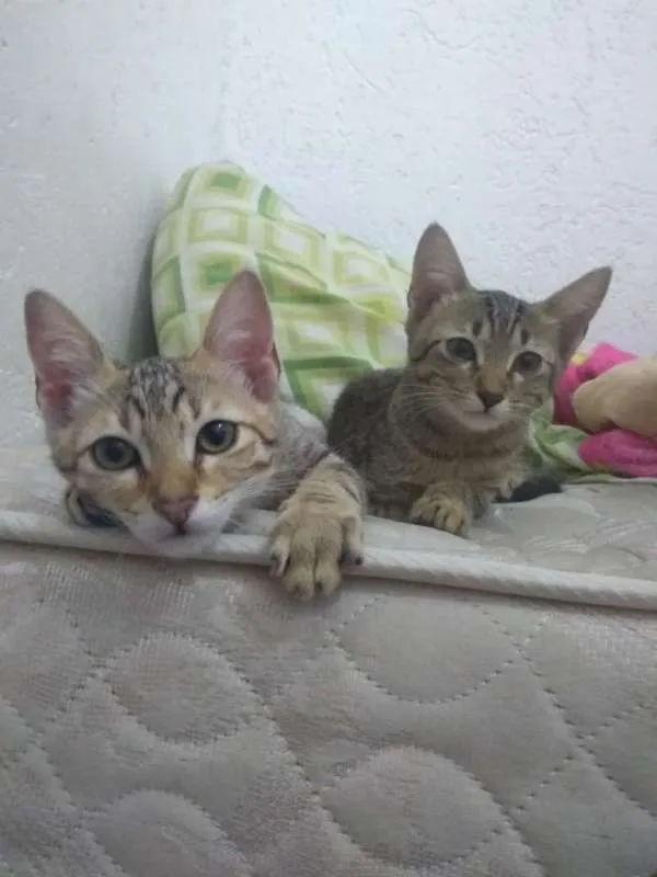 Gato ra a srd 741 idade Abaixo de 2 meses nome Gatinhas