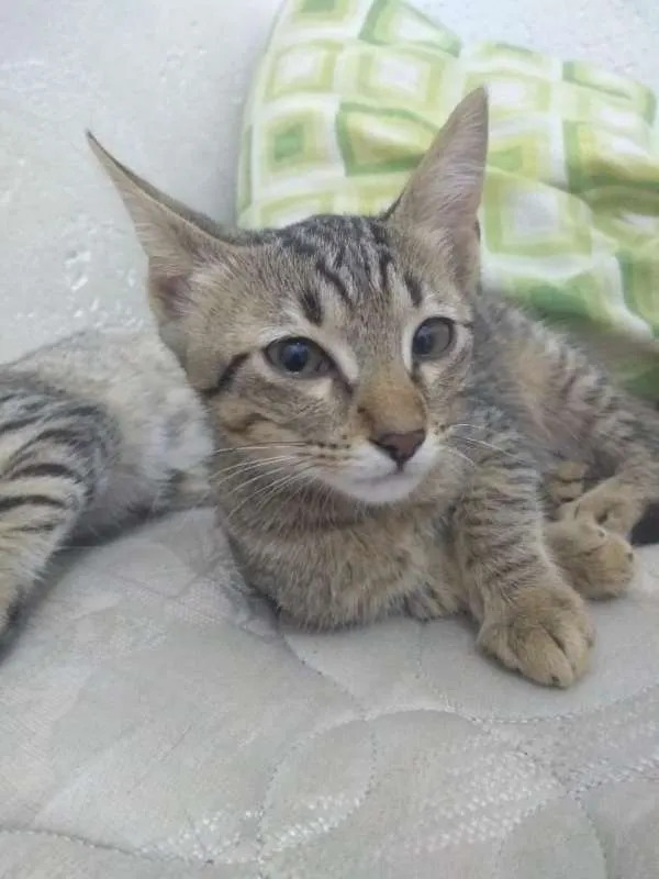 Gato ra a srd 741 idade Abaixo de 2 meses nome Gatinhas