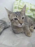 Gatinhas