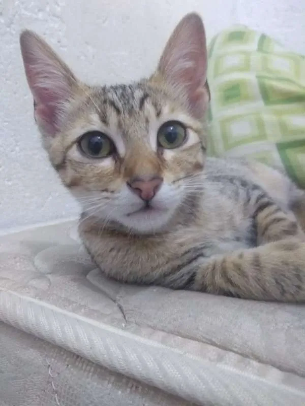 Gato ra a srd 741 idade Abaixo de 2 meses nome Gatinhas
