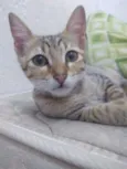 Gatinhas