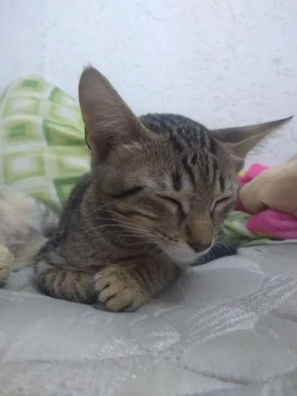 Gato ra a srd 741 idade Abaixo de 2 meses nome Gatinhas