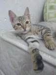 Gatinhas