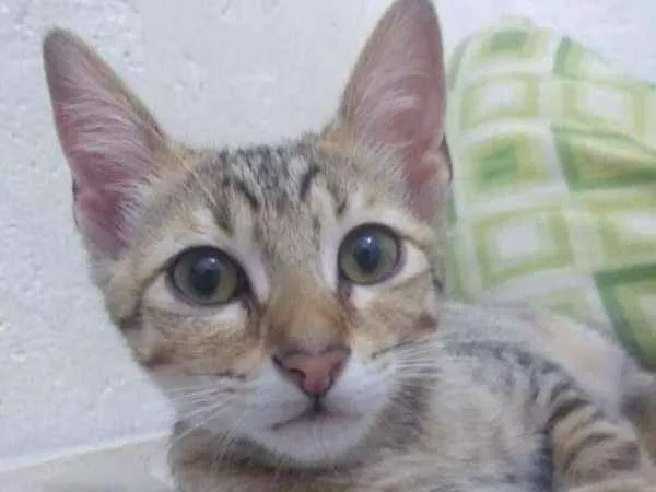 Gato ra a srd 741 idade Abaixo de 2 meses nome Gatinhas