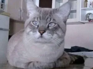 Gato raça Siamês  idade 7 a 11 meses nome Fredy