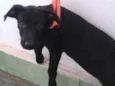 Stella