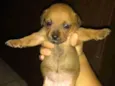 doguinho