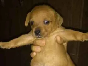 Cachorro raça vira lata idade Abaixo de 2 meses nome sem nonme