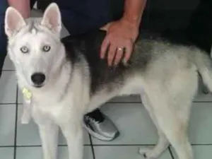 Cachorro raça Husk siberiano idade 7 a 11 meses nome Thor