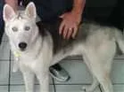 Cachorro raça Husk siberiano idade 7 a 11 meses nome Thor