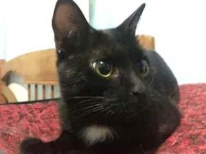 Gato raça Vira lata idade 2 anos nome Bedhana