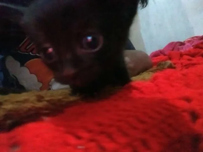 Gato ra a SRD idade Abaixo de 2 meses nome Sem nome