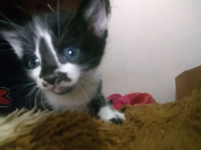 Gato ra a SRD idade Abaixo de 2 meses nome Sem nome