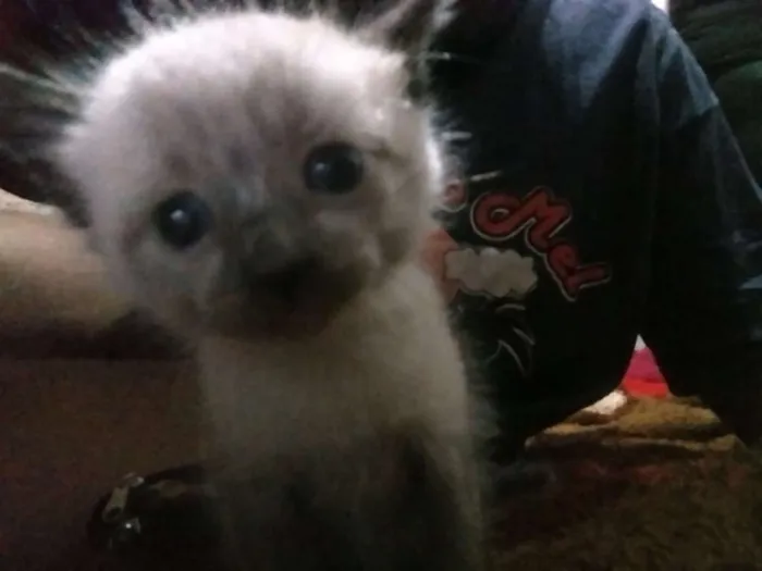 Gato ra a SRD idade Abaixo de 2 meses nome Sem nome