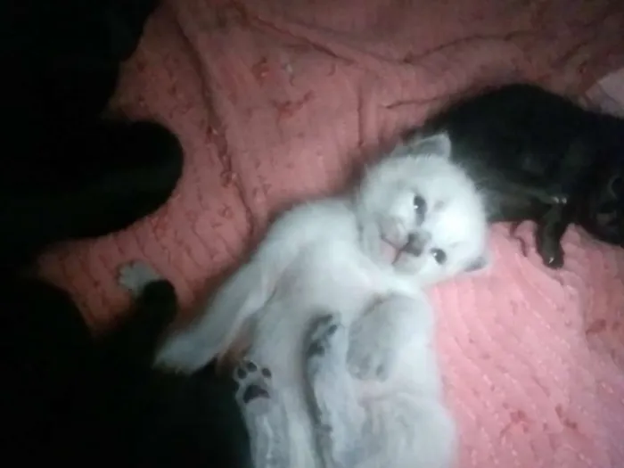 Gato ra a SRD idade Abaixo de 2 meses nome Sem nome