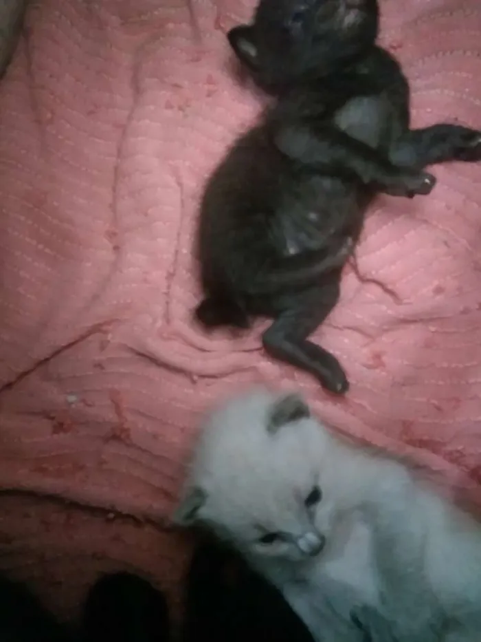 Gato ra a SRD idade Abaixo de 2 meses nome Sem nome
