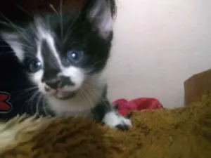 Gato raça SRD idade Abaixo de 2 meses nome Sem nome