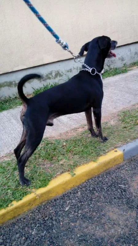 Cachorro ra a Vira lata idade 5 anos nome John