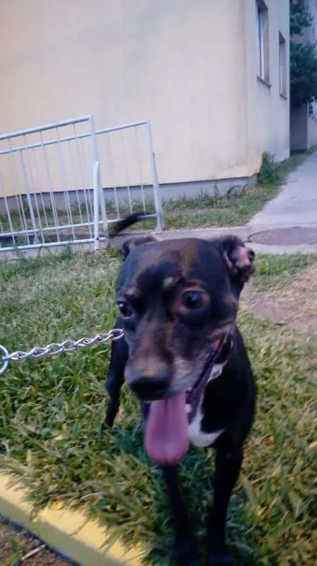 Cachorro ra a Vira lata idade 5 anos nome John