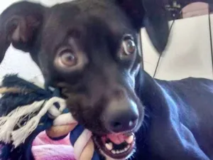 Cachorro raça Vira lata idade 5 anos nome John