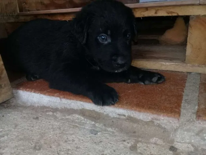 Cachorro raça Labrador com Srd idade Abaixo de 2 meses nome Filhotes