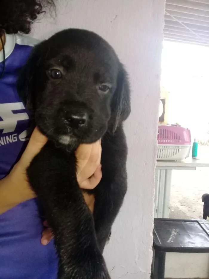 Cachorro raça Labrador com Srd idade Abaixo de 2 meses nome Filhotes