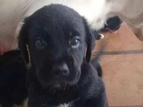 Cachorro raça Labrador com Srd idade Abaixo de 2 meses nome Filhotes