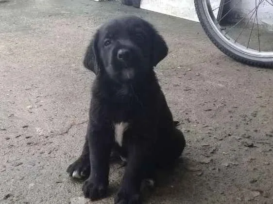 Cachorro raça Labrador com Srd idade Abaixo de 2 meses nome Filhotes