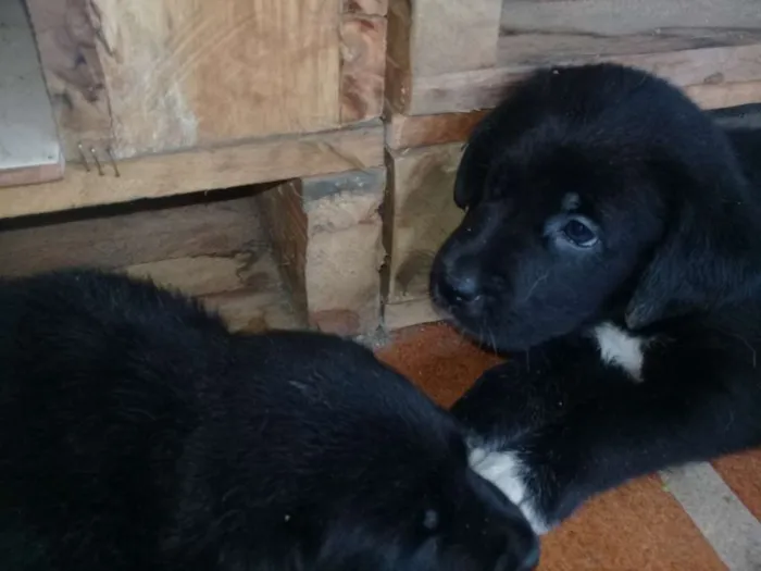 Cachorro raça Labrador com Srd idade Abaixo de 2 meses nome Filhotes