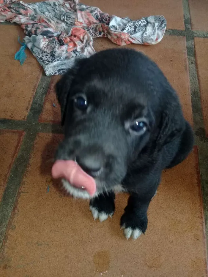 Cachorro raça Labrador com Srd idade Abaixo de 2 meses nome Filhotes