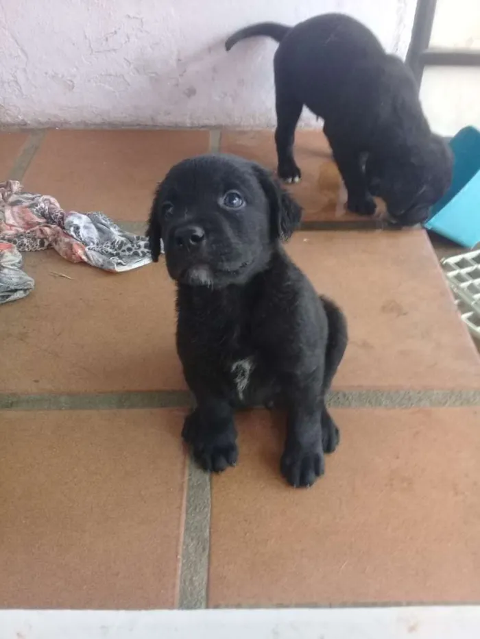 Cachorro raça Labrador com Srd idade Abaixo de 2 meses nome Filhotes