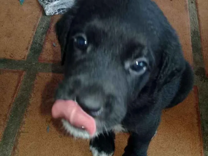 Cachorro raça Labrador com Srd idade Abaixo de 2 meses nome Filhotes