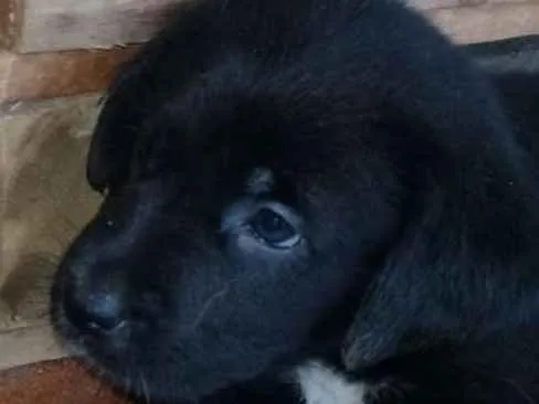 Cachorro raça Labrador com Srd idade Abaixo de 2 meses nome Filhotes