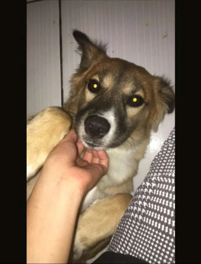 Cachorro raça labrador com viralata  idade 2 a 6 meses nome kiara