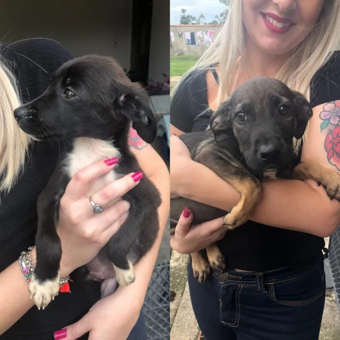 Cachorro ra a Srd  idade 2 a 6 meses nome Sem nome 