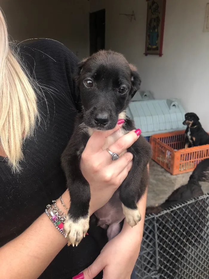 Cachorro ra a Srd  idade 2 a 6 meses nome Sem nome 