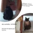Cleo