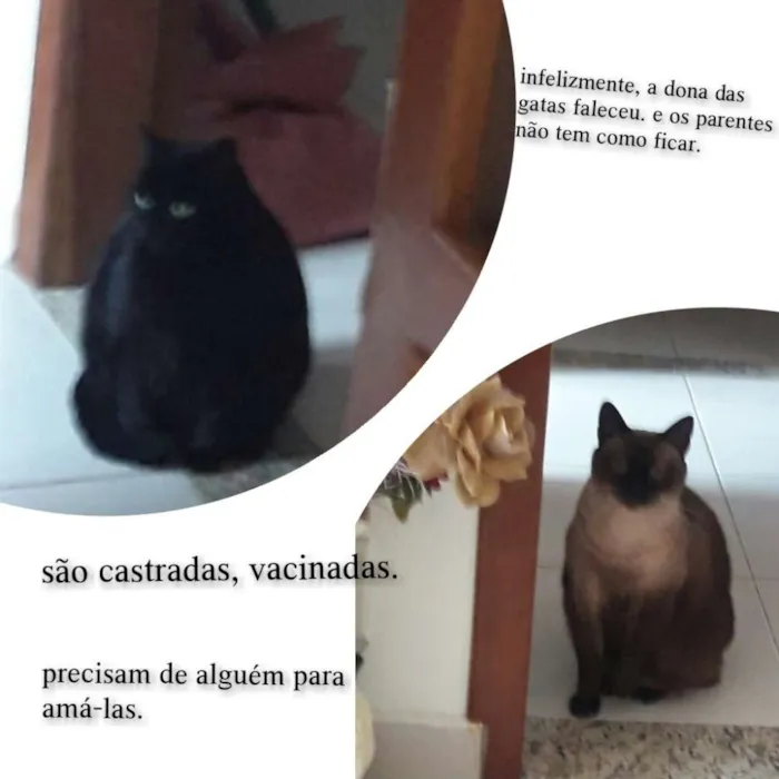 Gato ra a Mestiço tipo siamesa idade 6 ou mais anos nome Cleo