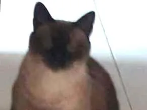 Gato ra a Mestiço tipo siamesa idade 6 ou mais anos nome Cleo