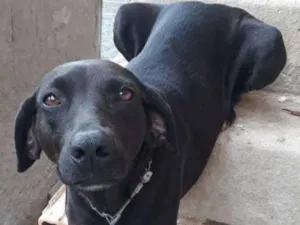 Cachorro raça Vira lata idade 3 anos nome Kayla
