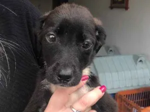 Cachorro raça Srd  idade 2 a 6 meses nome Sem nome 