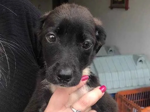 Cachorro ra a Srd  idade 2 a 6 meses nome Sem nome 